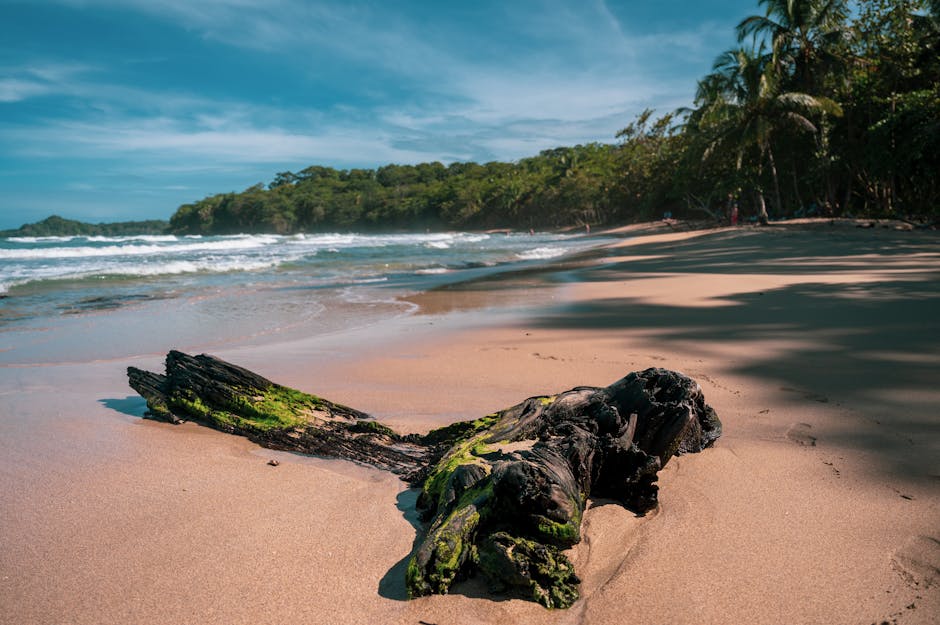 Scenic beach view with driftwood in Puerto Viejo, Costa Rica, featuring lush palm trees.